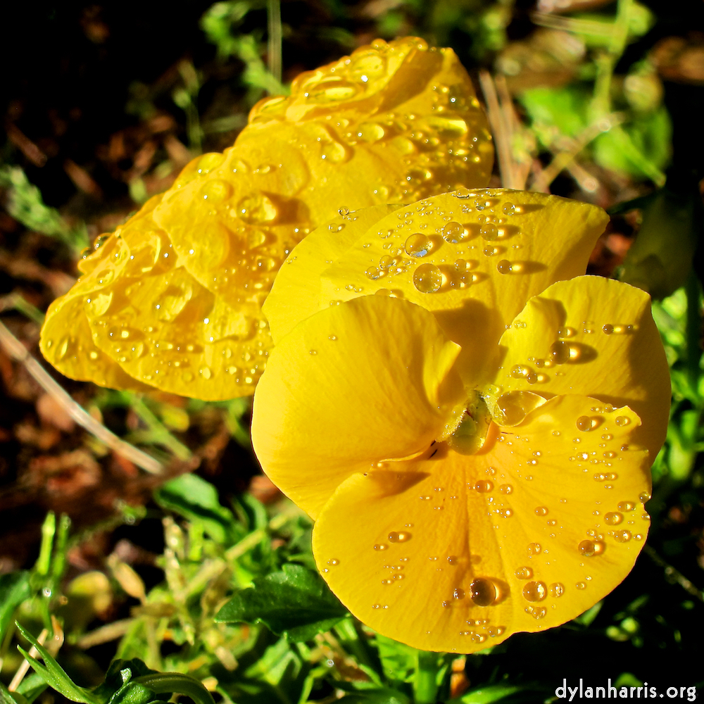 Image: Image 'flower (xv) 8'.