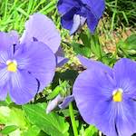 Image: First image from the photoset 'flower (xv)'.