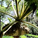 Image: Fifth image from the photoset 'flower (xv)'.