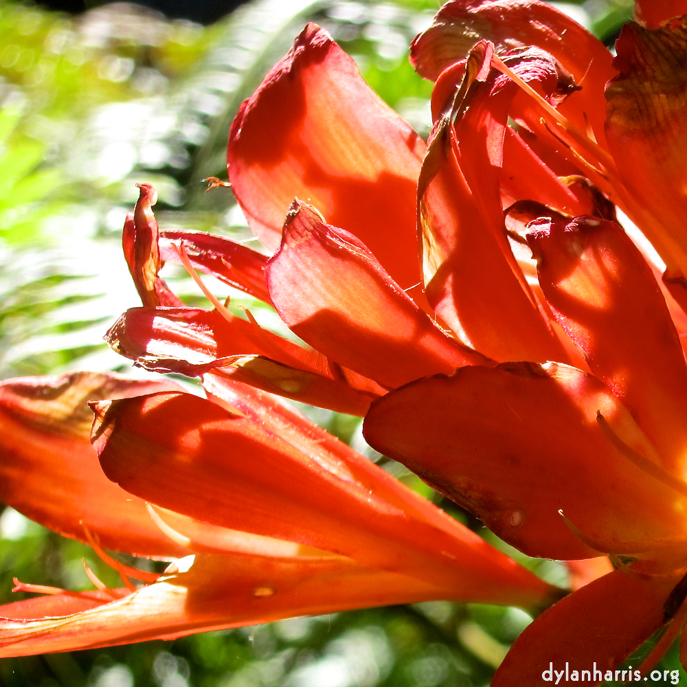 image: This is &lsquo;sintra 5&rsquo;.