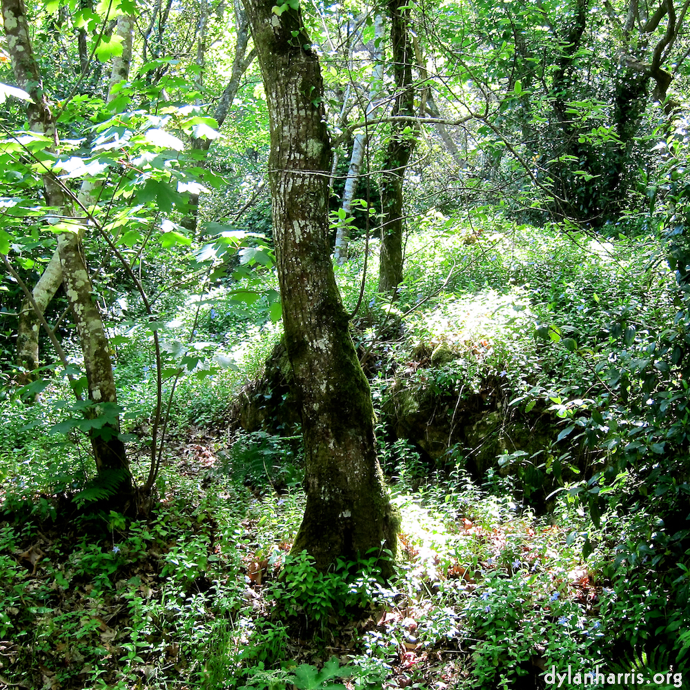 image: This is &lsquo;sintra 8&rsquo;.