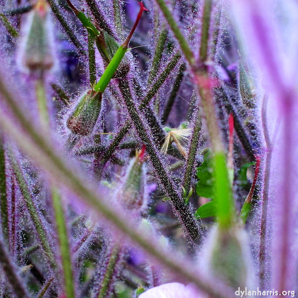 image: This is &lsquo;sintra 9&rsquo;.