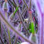 image: Image from the photoset &lsquo;sintra&rsquo;.