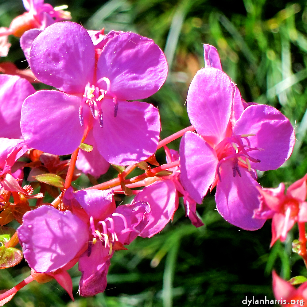 Image: Image 'flower (xvi) 1'.