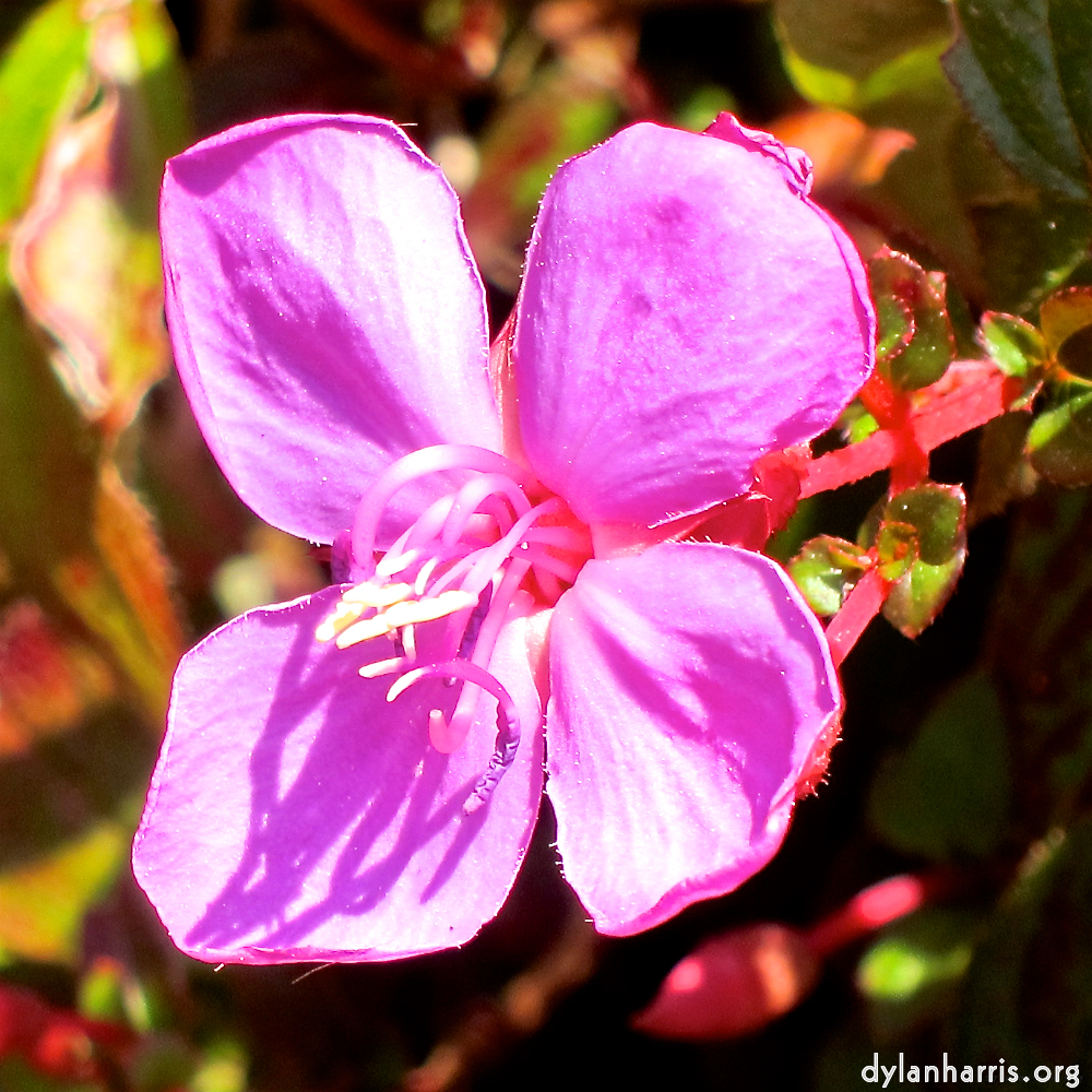 image: This is &lsquo;flower (xvi) 10&rsquo;.