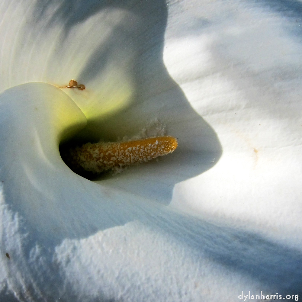 image: This is &lsquo;flower (xvi) 4&rsquo;.