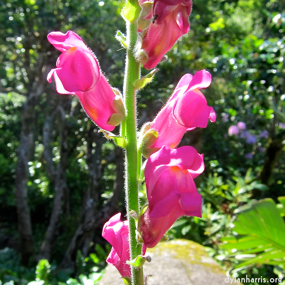 Image: Image 'flower (xvi) 5'.