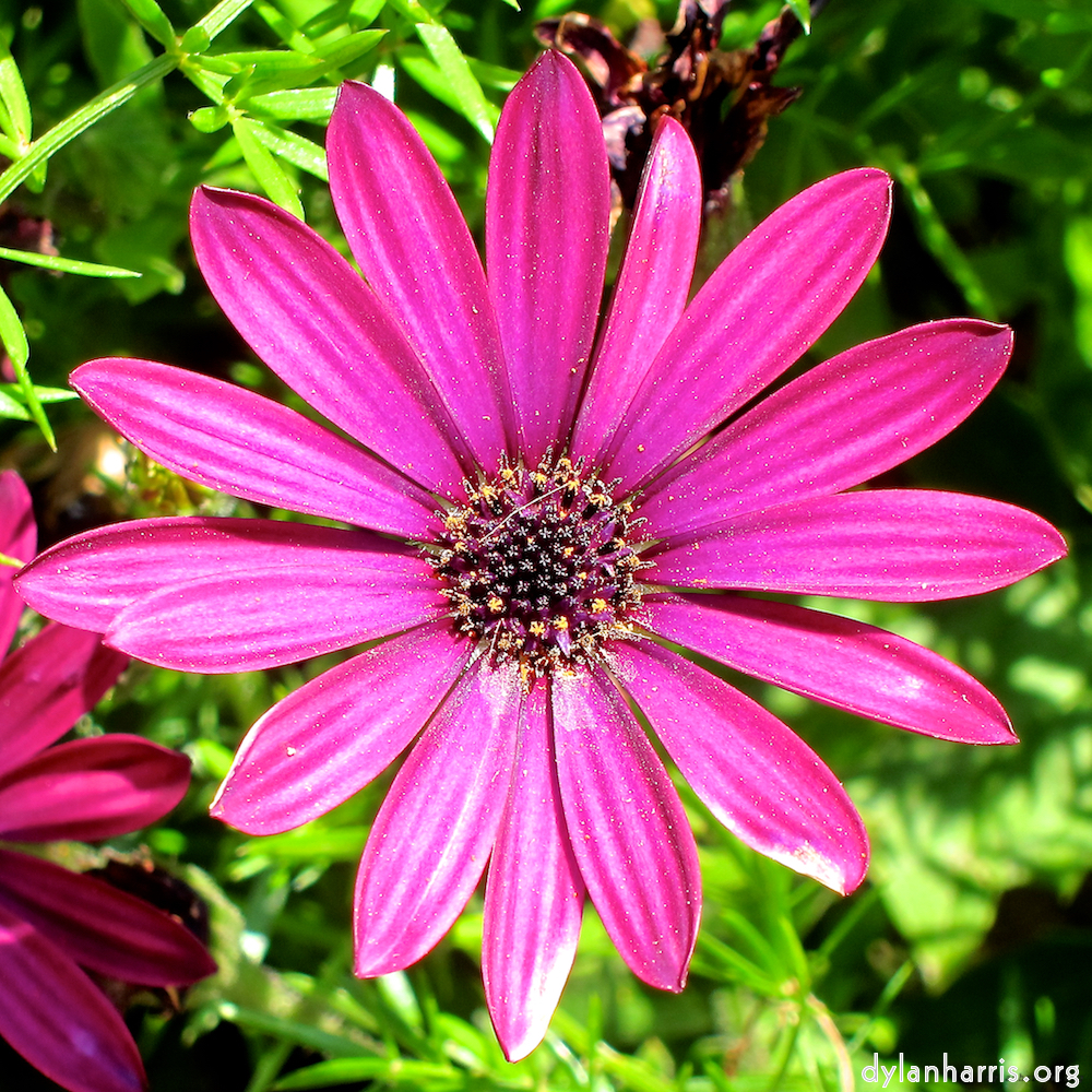 Image: Image 'flower (xvi) 6'.