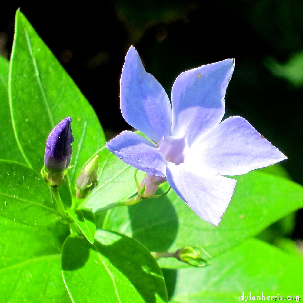 Image: Image 'flower (xvi) 7'.