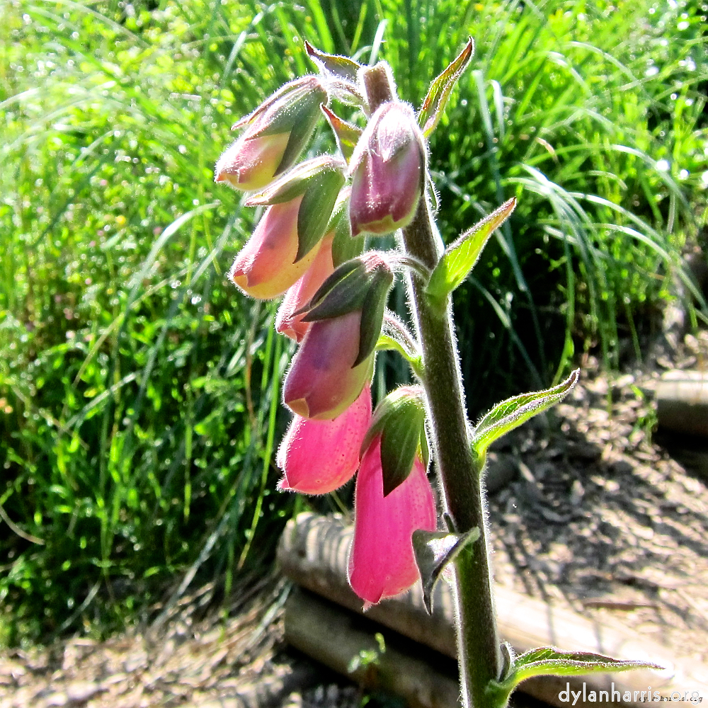 Image: Image 'flower (xvi) 8'.