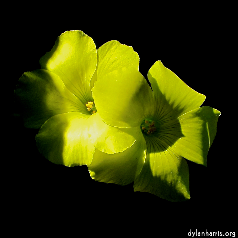 image: This is &lsquo;flower (xvi) 9&rsquo;.