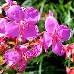 Image: First image from the photoset 'flower (xvi)'.