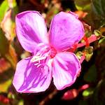 Image: Tenth image from the photoset 'flower (xvi)'.