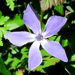 Image: Second image from the photoset 'flower (xvi)'.