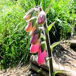 Image: Eighth image from the photoset 'flower (xvi)'.