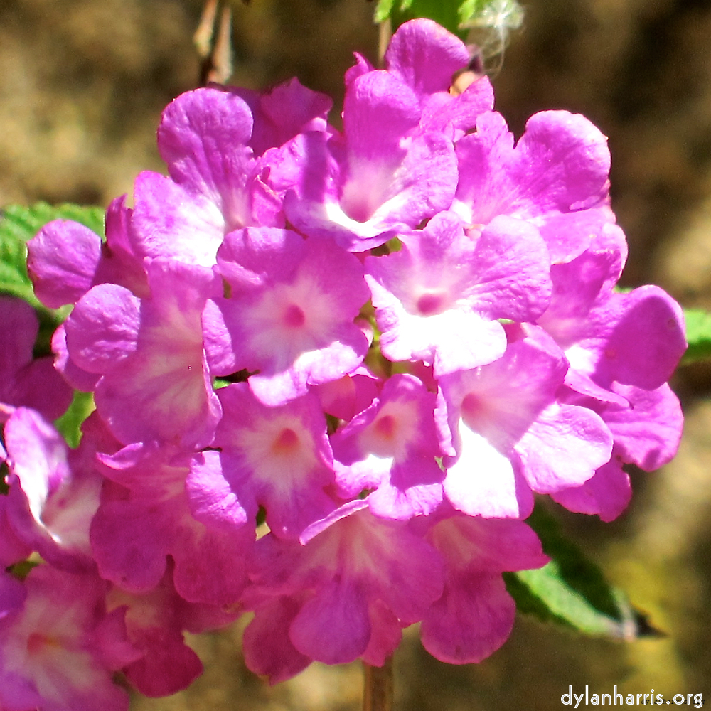 Image: Image 'flower (xvii) 1'.