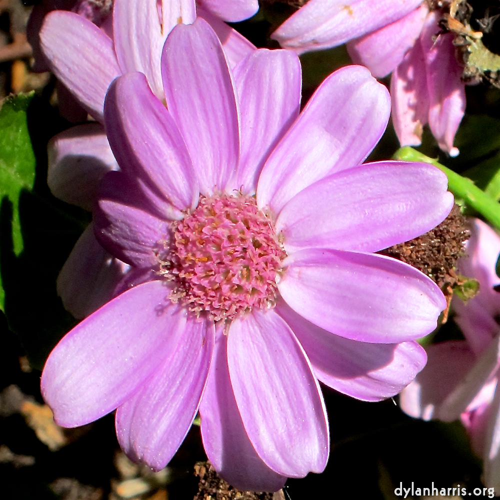 image: This is &lsquo;flower (xvii) 3&rsquo;.