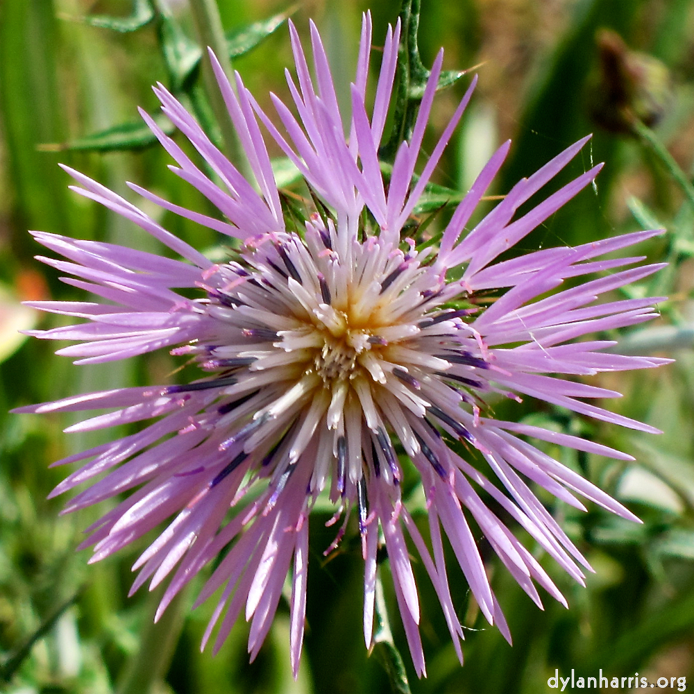 image: one of many rather beautiful flowers