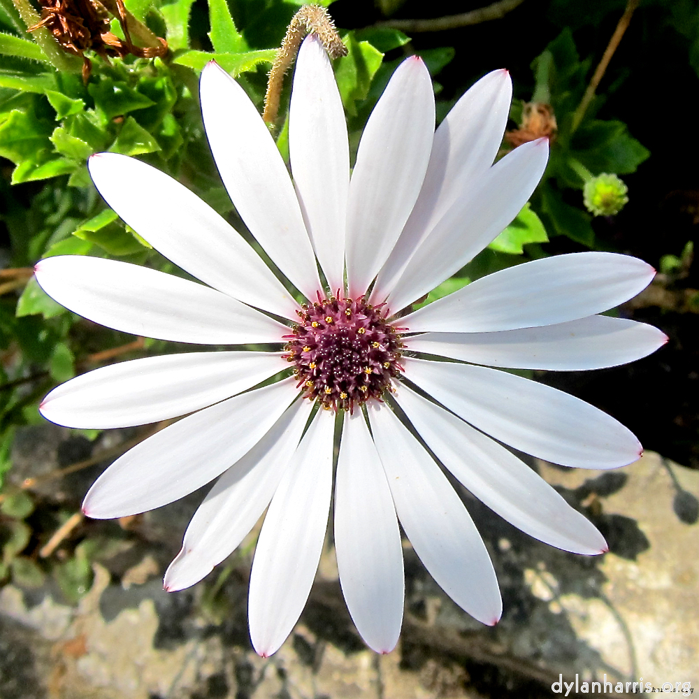 image: This is &lsquo;flower (xvii) 7&rsquo;.