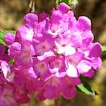 Image: First image from the photoset 'flower (xvii)'.