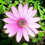 Image: Tenth image from the photoset 'flower (xvii)'.