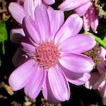 Image: Third image from the photoset 'flower (xvii)'.