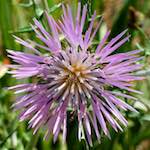 Image: Sixth image from the photoset 'flower (xvii)'.