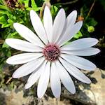 Image: Seventh image from the photoset 'flower (xvii)'.