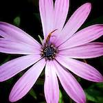 Image: Eighth image from the photoset 'flower (xvii)'.