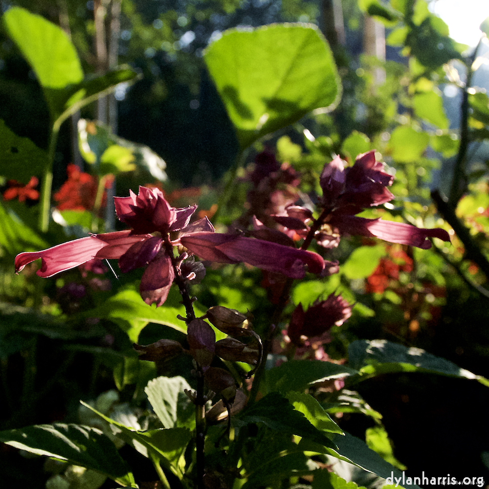 Image: Image 'escher blummen (lxviii) 1'.