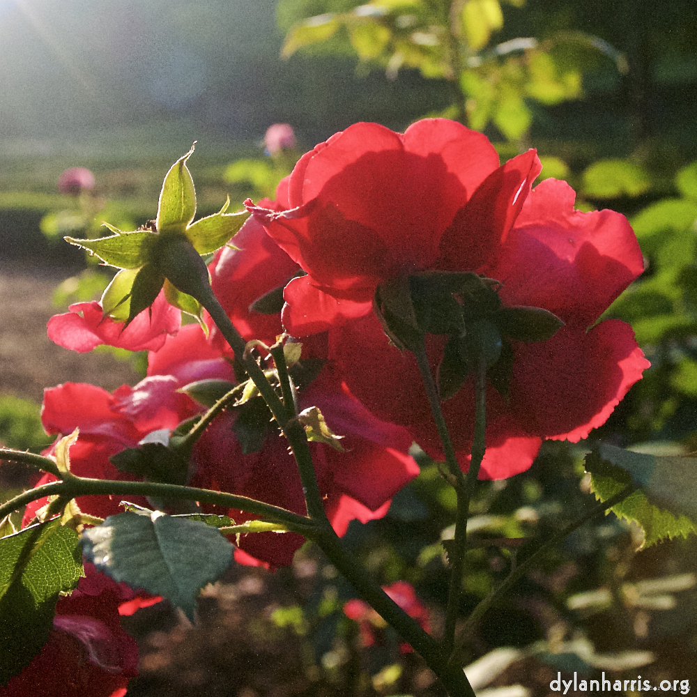 Image: Image 'escher blummen (lxviii) 4'.