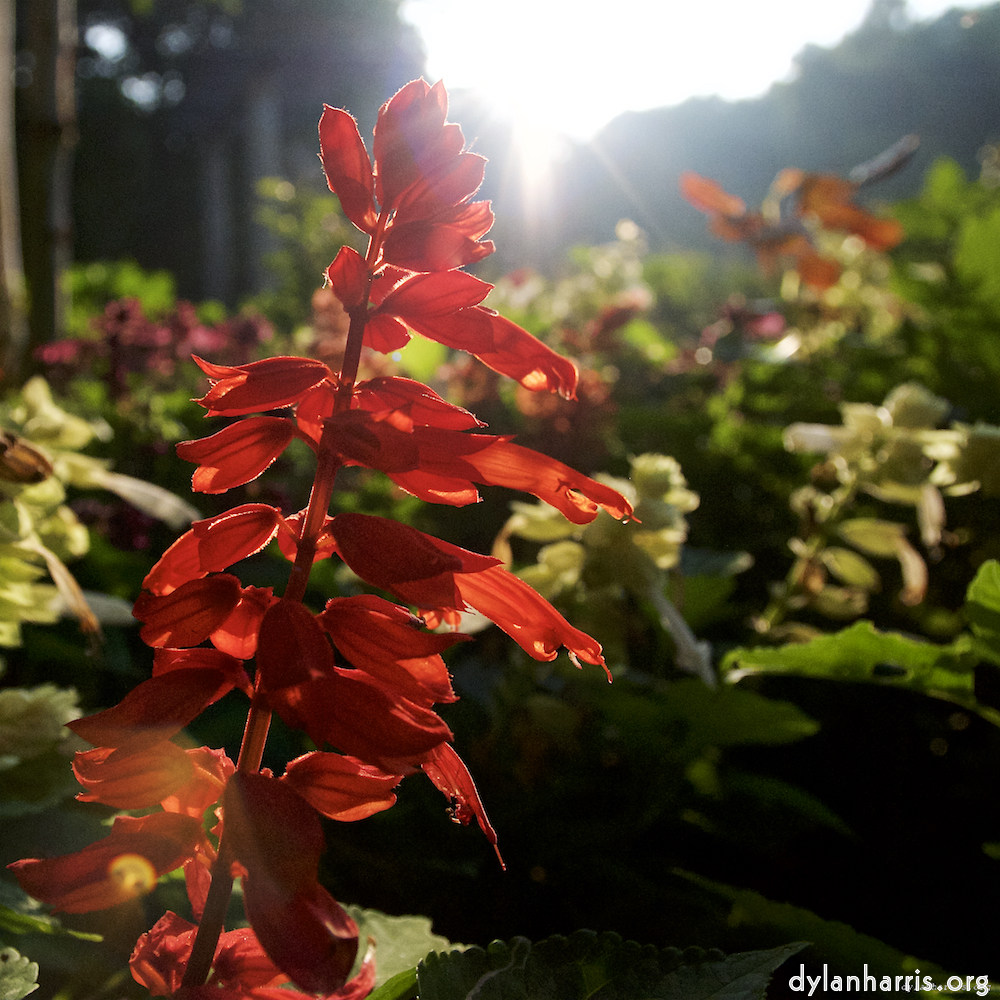 Image: Image 'escher blummen (lxviii) 6'.