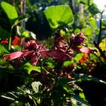 Image: First image from the photoset 'escher blummen (lxviii)'.