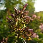 Image: Second image from the photoset 'escher blummen (lxviii)'.