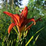 Image: Third image from the photoset 'escher blummen (lxviii)'.