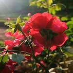 Image: Fourth image from the photoset 'escher blummen (lxviii)'.