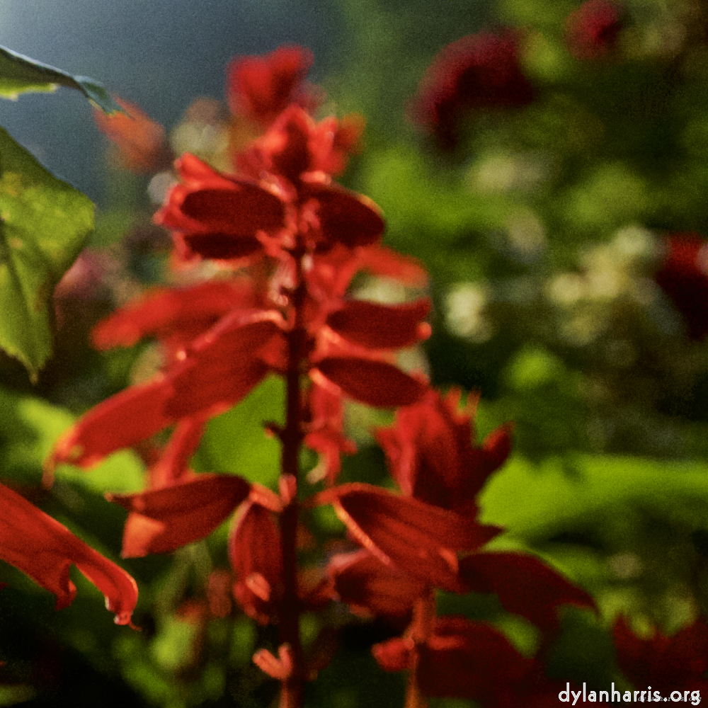 Image: Image 'parc (xix) 3'.