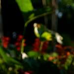 Image: Second image from the photoset 'parc (xix)'.