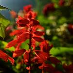 Image: Third image from the photoset 'parc (xix)'.