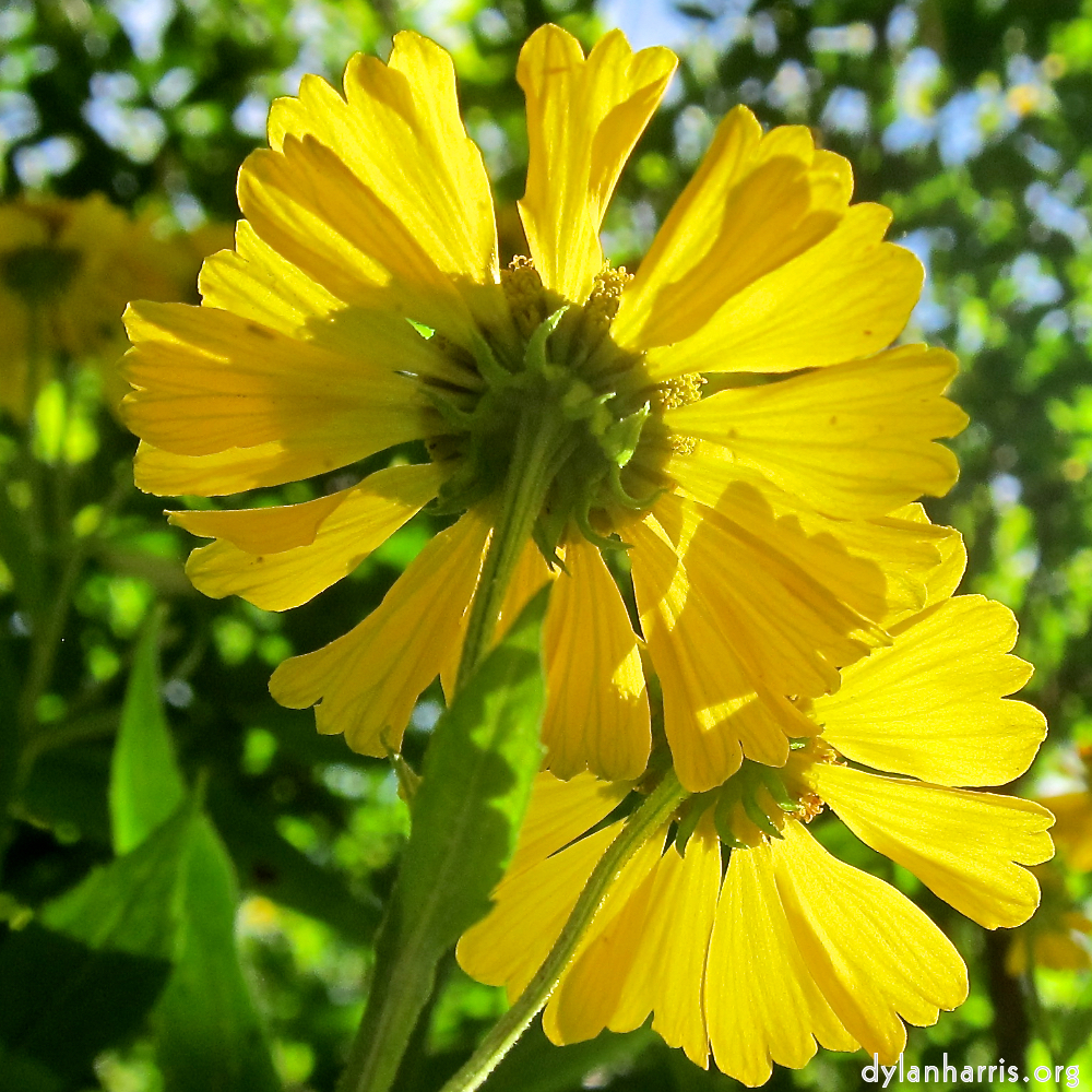 Image: Image 'escher blummen (cxiv) 1'.