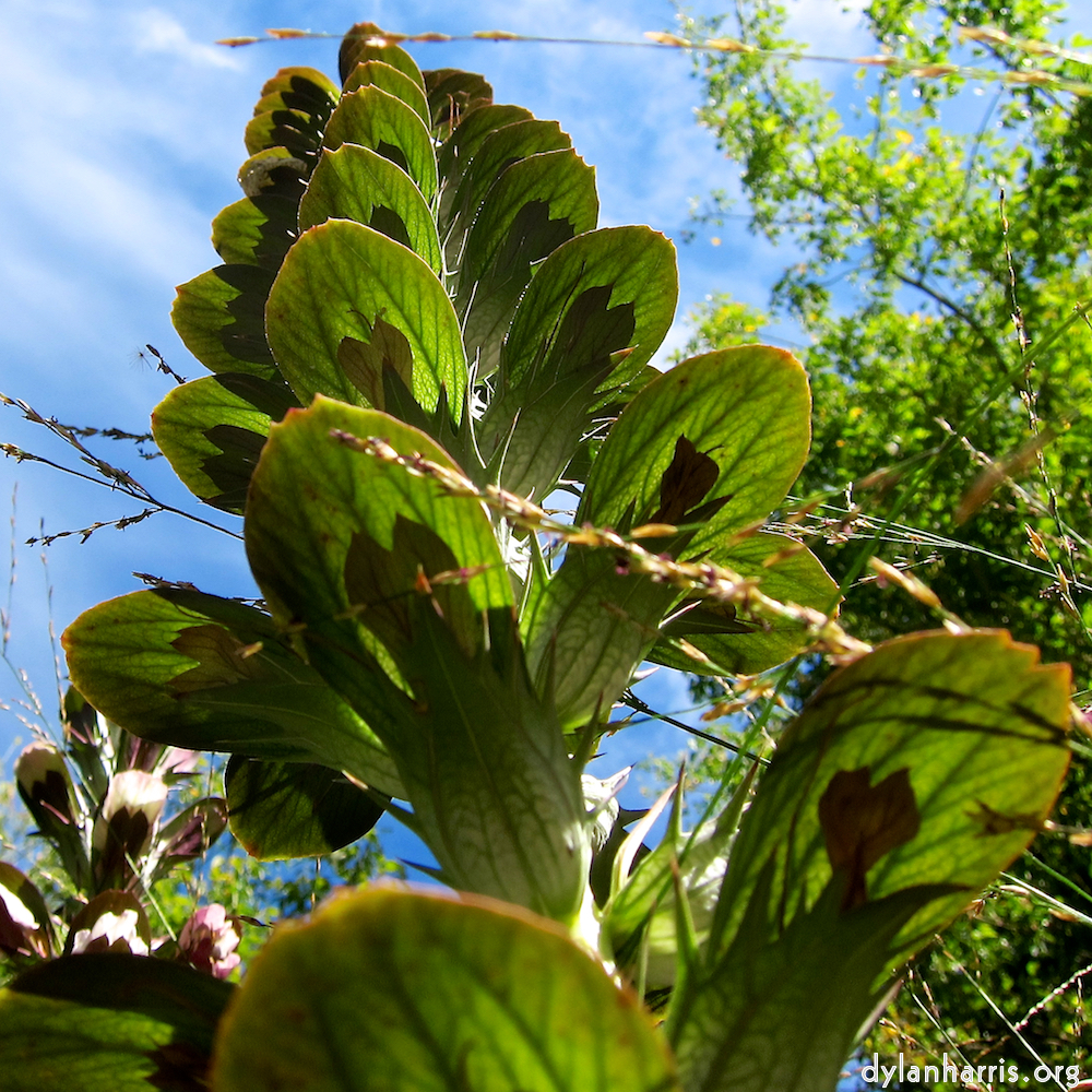 Image: Image 'escher blummen (cxiv) 2'.