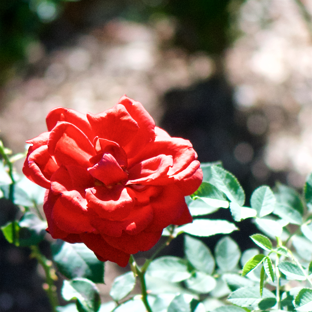 image: This is &lsquo;flowers of esch (cxv) 1&rsquo;.