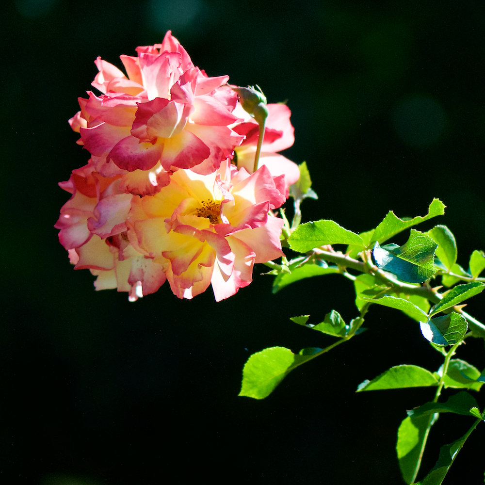 Image: Image 'escher blummen (cxv) 3'.