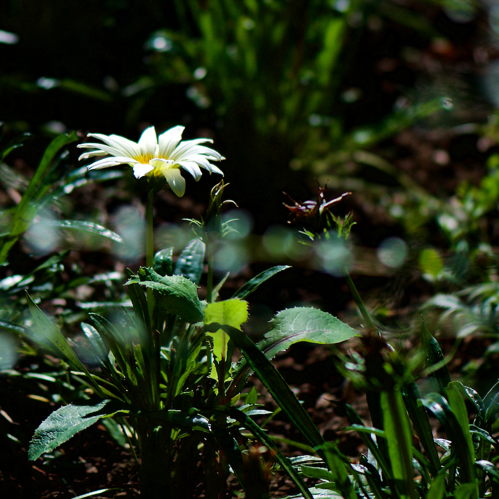 image: This is &lsquo;escher blummen (cxv) 6&rsquo;.