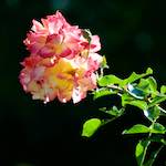 Image: Third image from the photoset 'escher blummen (cxv)'.