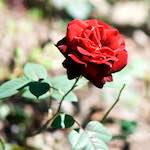 Image: Fifth image from the photoset 'escher blummen (cxv)'.