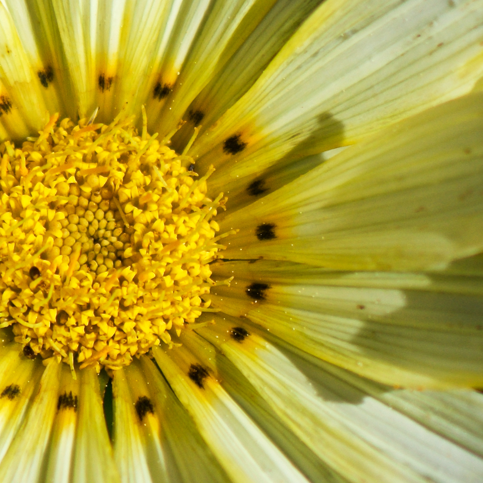 image: This is &lsquo;escher blummen (cxv) 2&rsquo;.