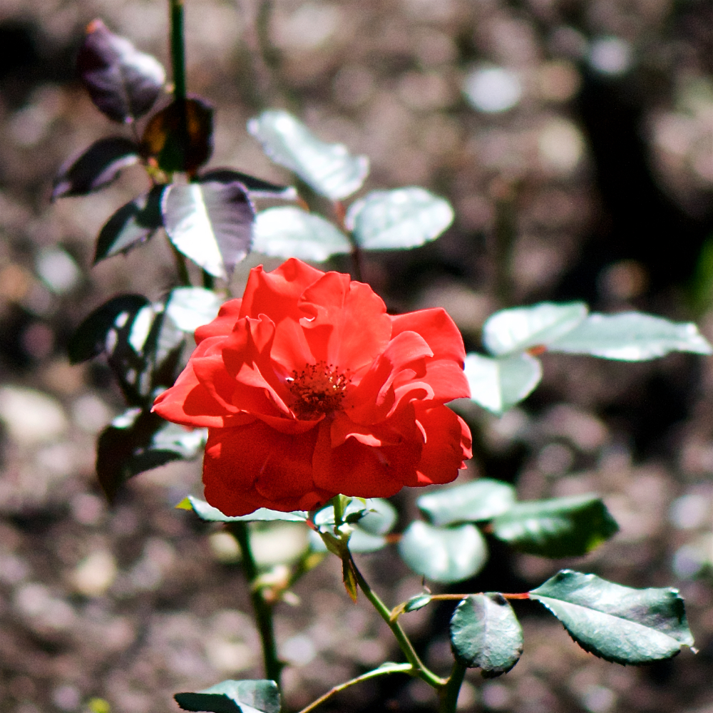 image: This is &lsquo;escher blummen (cxv) 3&rsquo;.