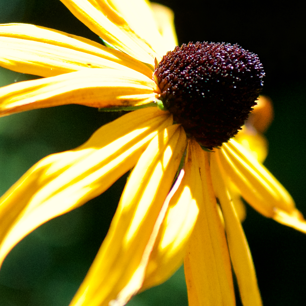 image: This is &lsquo;escher blummen (cxv) 4&rsquo;.