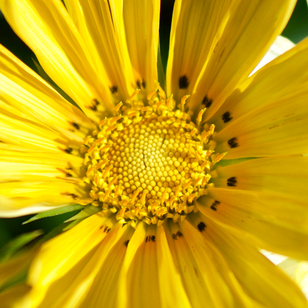 image: This is &lsquo;escher blummen (cxv) 6&rsquo;.